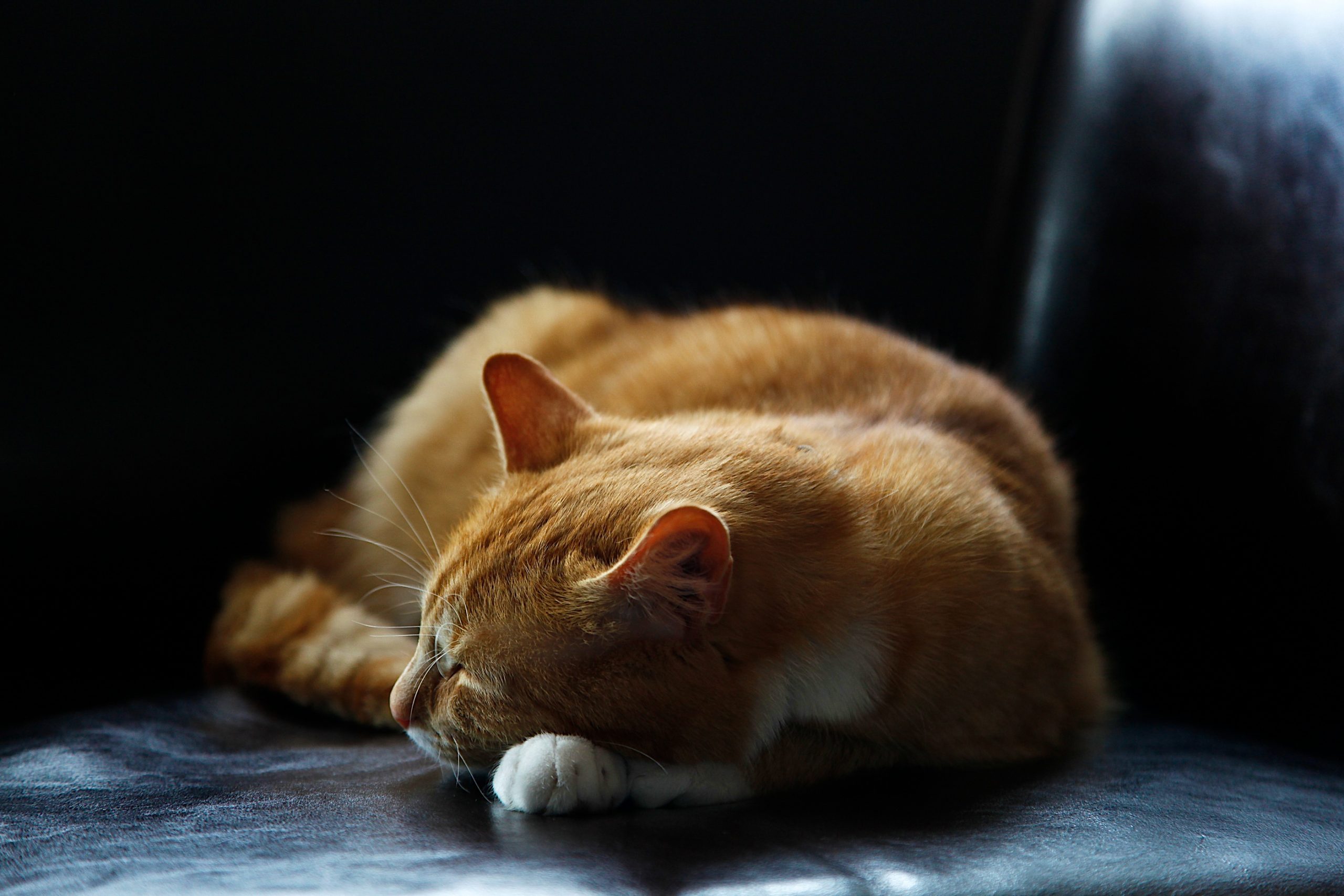 Does a cat kneading milk mean it recognizes its owner?