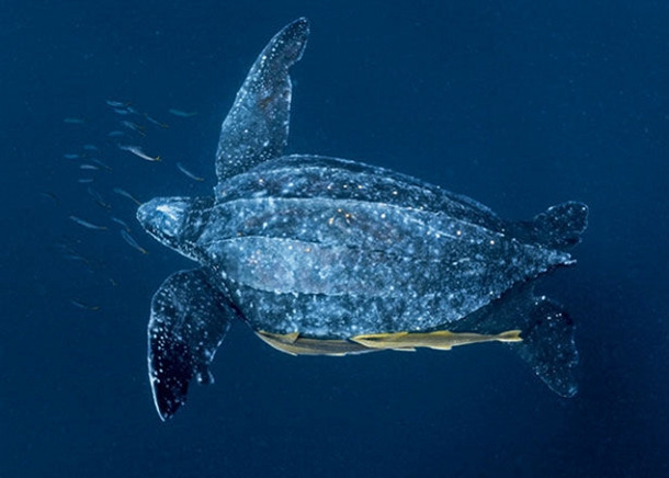 Dermochelys coriacea
