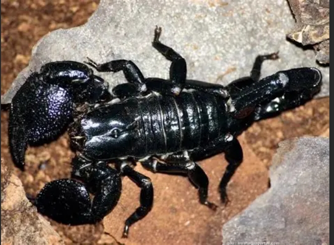 Pandinus imperator