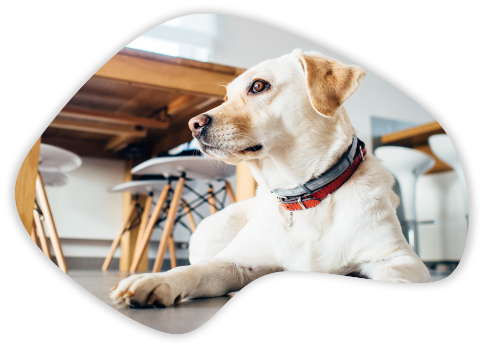 Dog health care tips